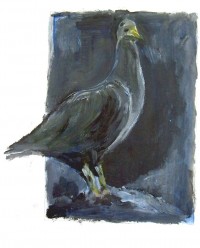 Pigeon / Acrylique / 20 x 30