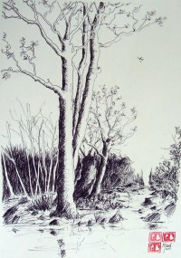 L'arbre les pieds dans l'eau / Encre / 65 x 50