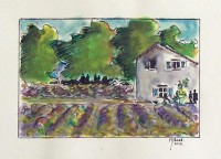 Les lavandes / Encre et aquarelle / 18 x 30