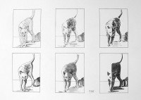 Le chat et ses ombres: Etudes / Encre / 50 x 65
