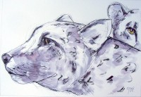 Les guépards / Encre / 50 x 65