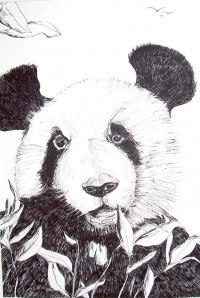 Suis je le dernier des pandas ? / Encre / 50 x 70