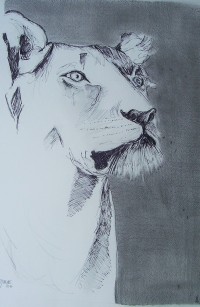 La lionne / Encre et mines de plomb / 50 x 70