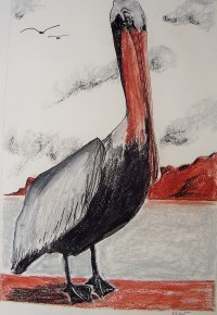 Le pélican vicaire / Craies conté / 50 x 70