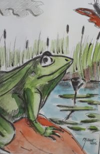 Grenouille à l'affut / Aquarelle et encre / 30 x 50