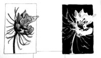 Etudes florales 07 (en positif et négatif)  / Encre / 70 x 50 