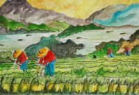 Travail dans la rizière / Aquarelle et encre / 70 x 50
