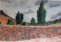 Champ de coquelicots / Aquarelle et encre / 70 x 50